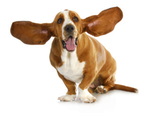 Happy dog with big listening ears